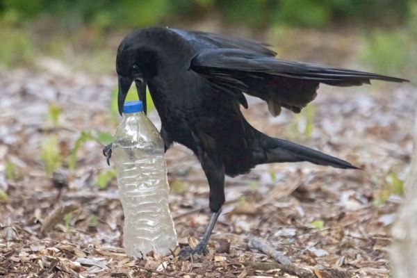 The crow and the bottle thumbnail