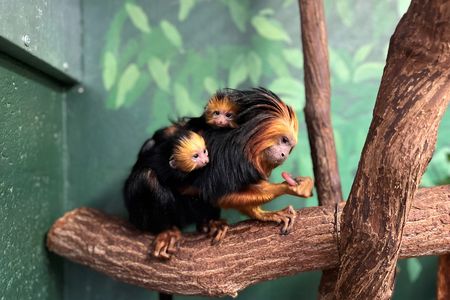 For the first time in 16 years, a pair of golden-headed lion tamarins were born on the morning of October 7, 2021. New mom Lola carries the new infants on her back and cradles them close to her body.&nbsp;