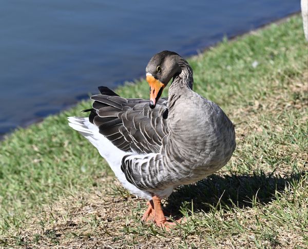 Greater White-fronted goose thumbnail