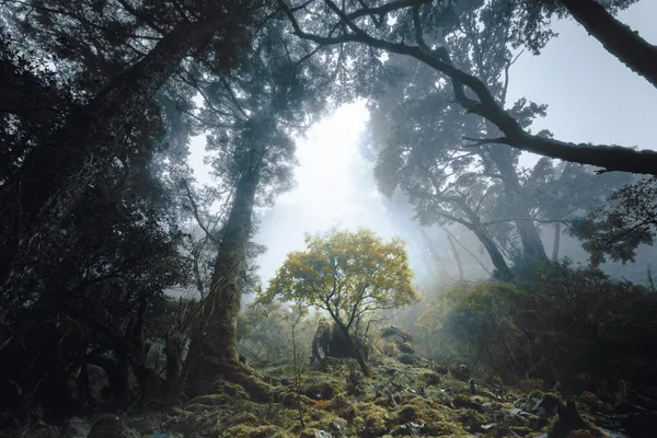 A young sapling sheltered by a towering tree. thumbnail