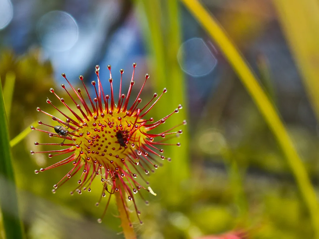 Round-leaved sundew