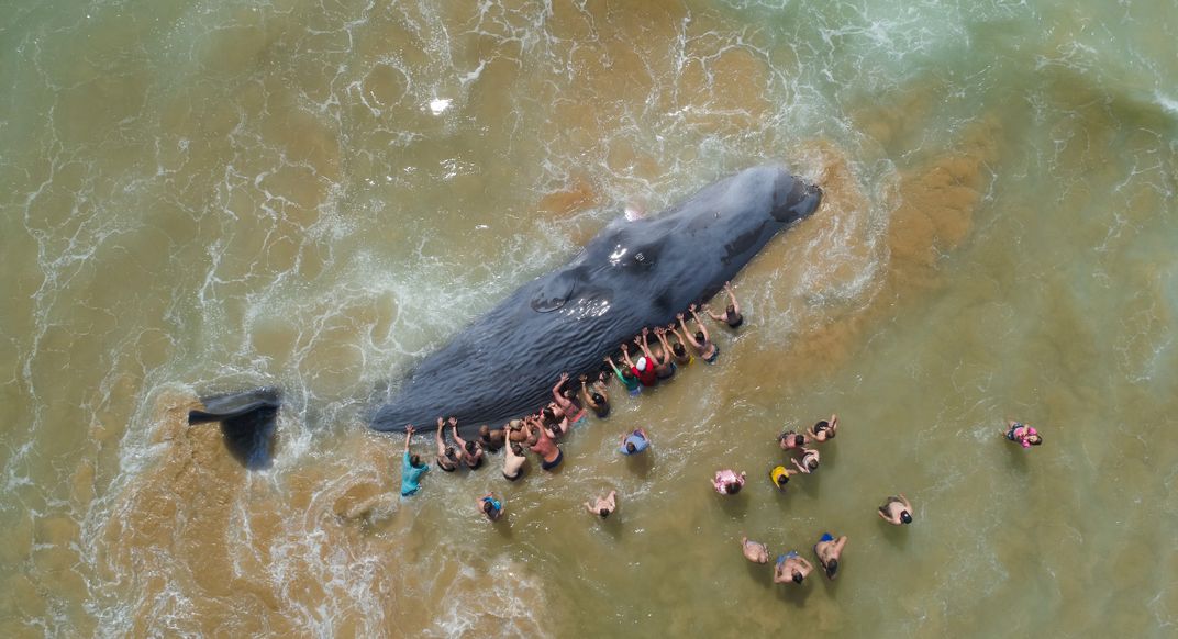 taken from above, a whale lies immobile in shallow waters as 17 people try to push it, and others stand by watching