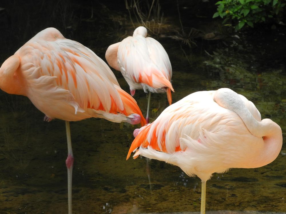 How Do Flamingos Stay Stable On One Leg?, Smart News