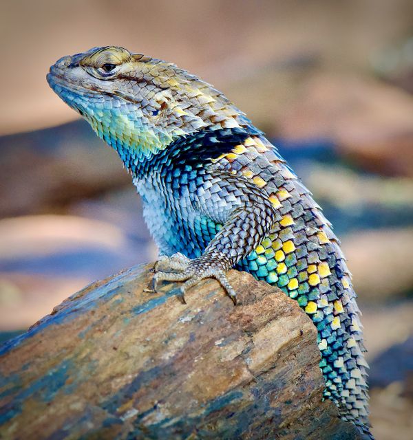 One HANDSOME Desert Spiny Lizard thumbnail