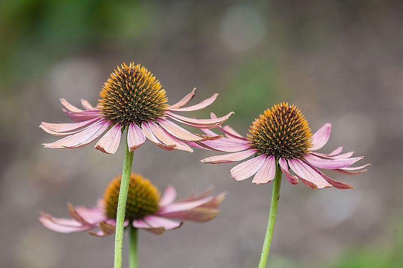 How to Protect Your Local Pollinators in Ten Easy Ways