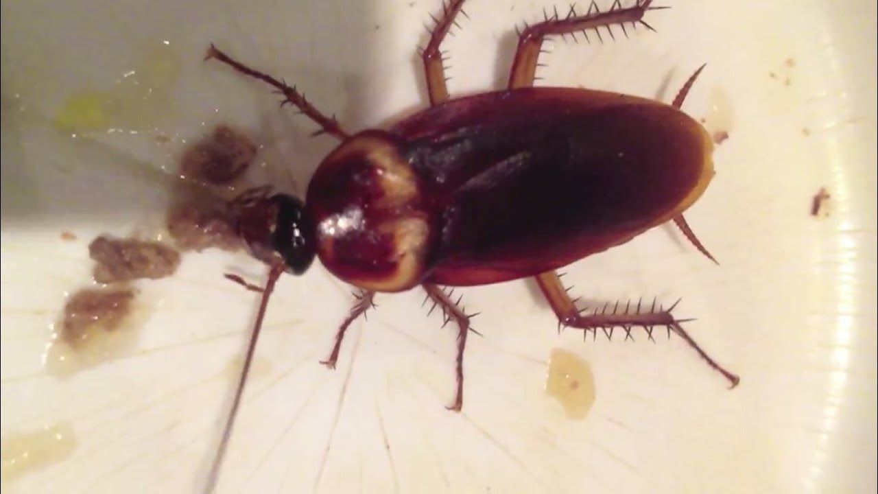 Preview thumbnail for Weird Science: Headless Cockroach