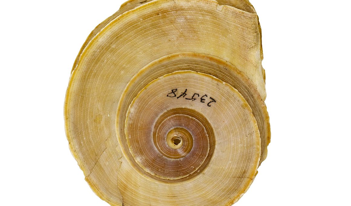 National Museum of Natural History Blog | Smithsonian Magazine