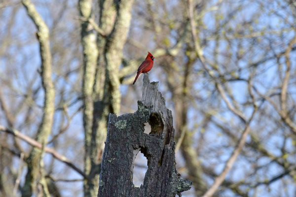 Male northern cardinal thumbnail