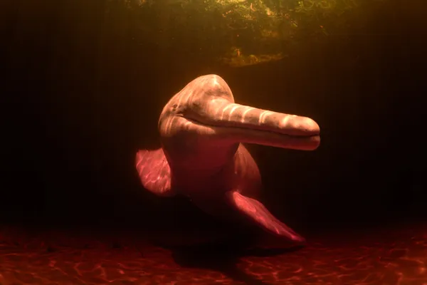 Face of the Amazon thumbnail