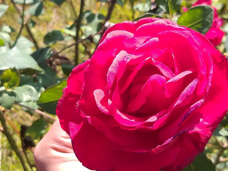 Unquestionable aura of king of flowers "Rose" Smithsonian Photo