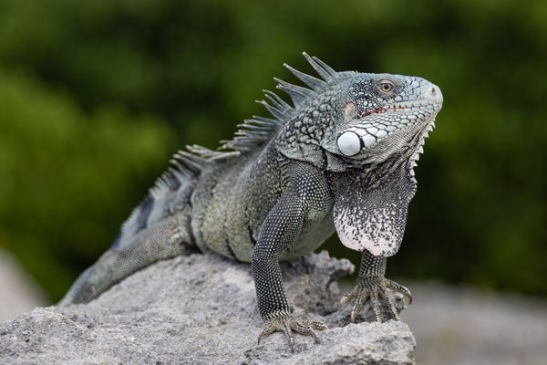 Iguana God thumbnail