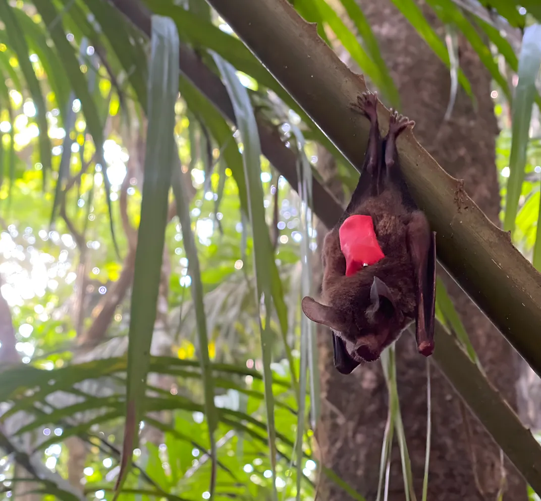 a bat hangs upside down from a branch with a small red backpack on its back