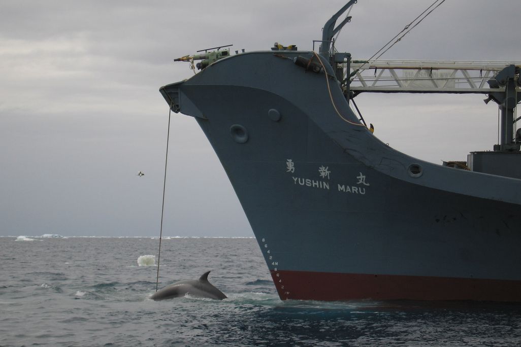 whale -(.jpg