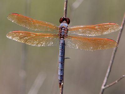 The purple skimmer (Libellula jesseana) is listed as vulnerable by the IUCN red list. It&#39;s geographic range is in Florida.
&nbsp;