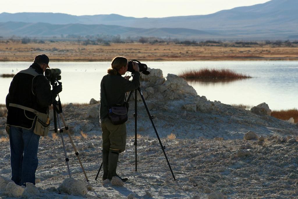Christmas Bird Count Counters