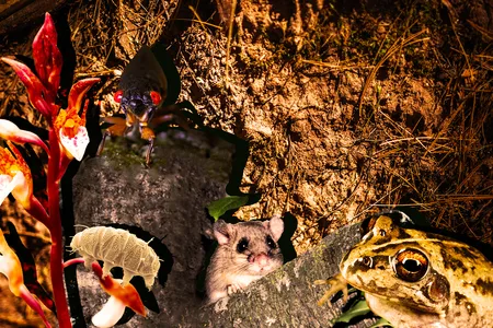 A variety of plants and animals go through periods where they are dormant or in the dark.