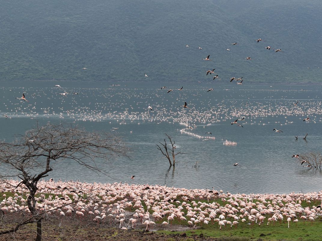 Flock of Lesser Flamingos