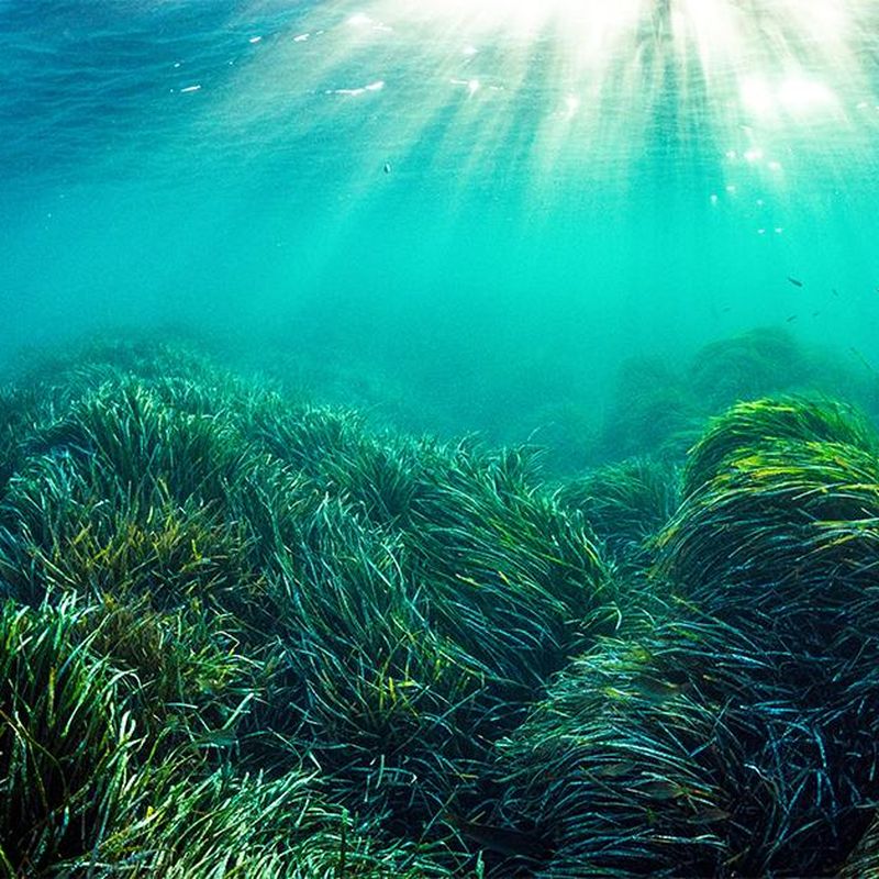 Why Seagrass Could Be the Ocean's Secret Weapon Against Climate Change, Science