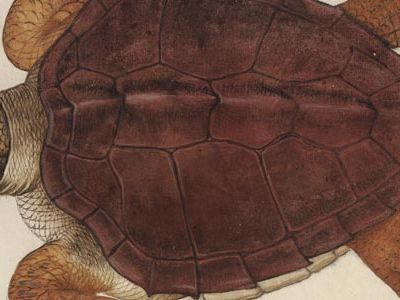 John White illustration of an Atlantic loggerhead
