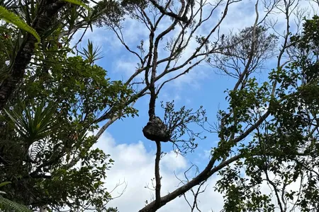 A&nbsp;Squamellaria plant grows on a tree on Fiji. As an epiphyte, its roots don&#39;t attach to the ground, so it needs to find an alternate source for nutrients rather than the soil.