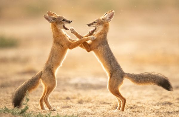 Symmetrical Boxing Foxes thumbnail