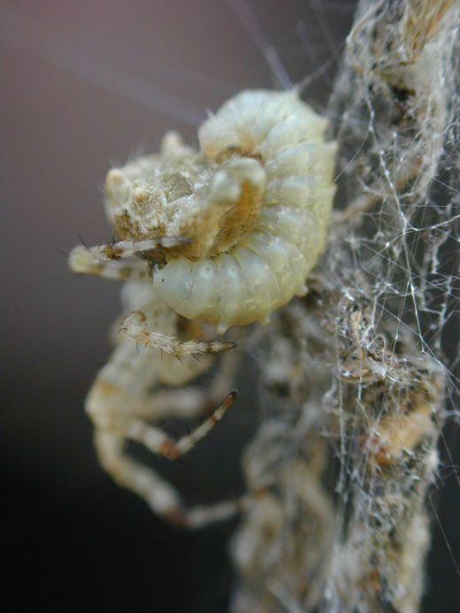 20110520102317larva2.jpg