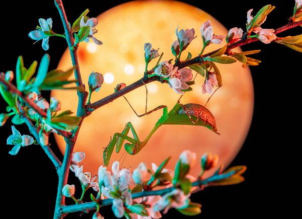 Fly Me to the Moon thumbnail