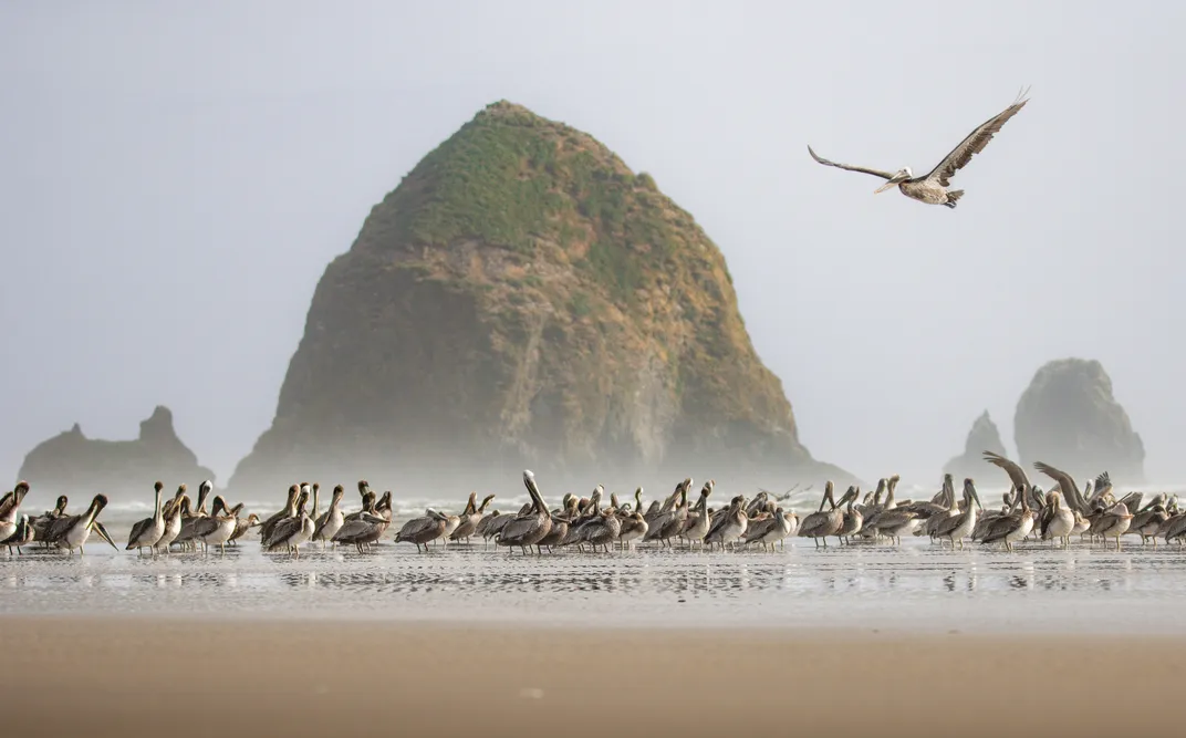 dozens of brown pelicans stand in shallow water on a beach, with one flying overhead and large rocky formations rising from the water in the background