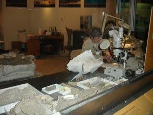 20110520083128smithsonian-fossil-prep-300x225.jpg