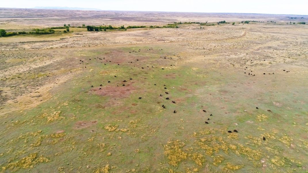 An aerial photo of a herd of bison grazing on grasses near a prairie dog town. Holes where prairie dogs have dug their burrows can be seen across the landscape.