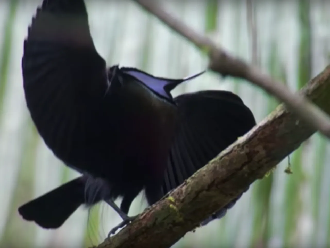 Scientists Shine New Light on the Blackest Black Feathers, image size:1280x960