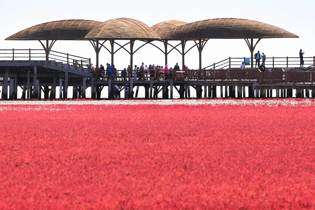 Panjin Red Beach main
