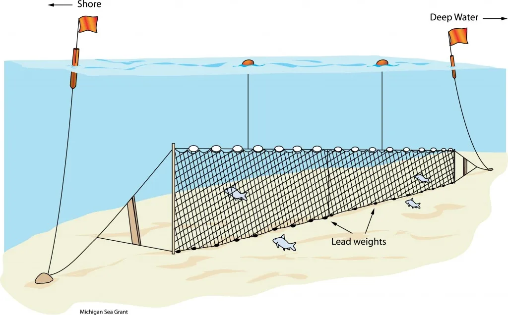 Illustration of a bottom set gillnet