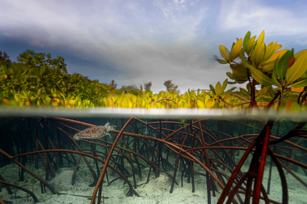 part above water and part below water, mangrove trees grow with a small turtle swimming in the foreground