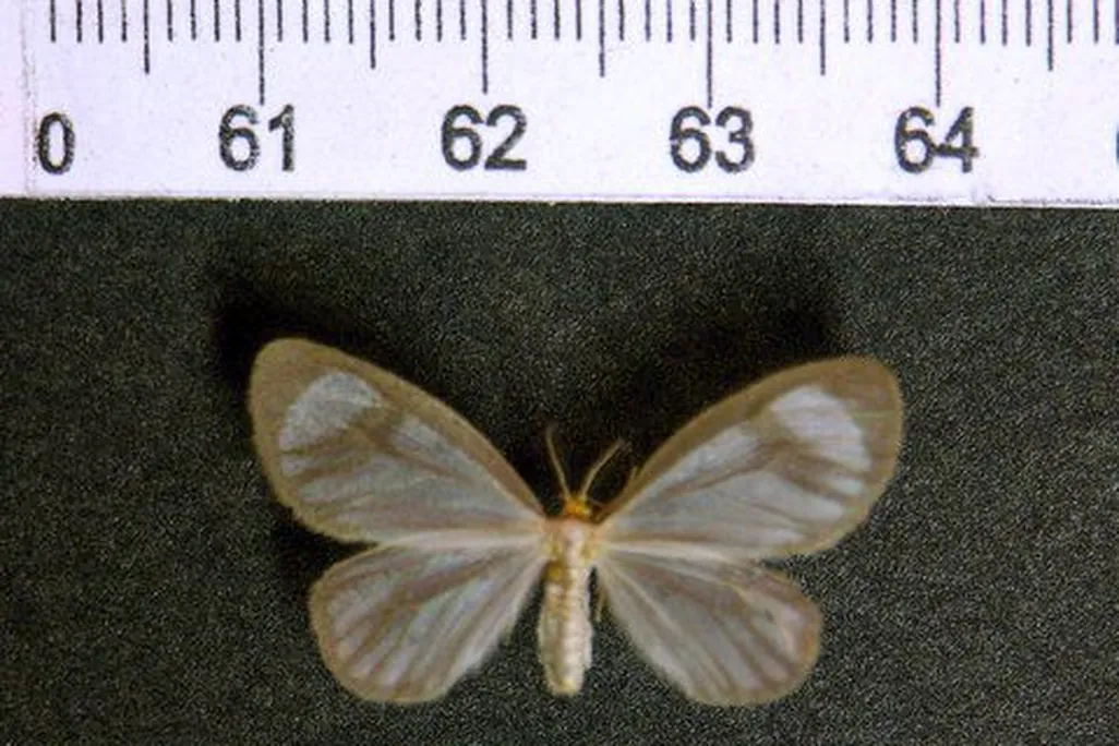 cocaine tussock moth