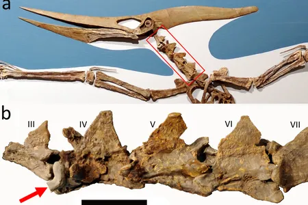 The red arrow points to where the prehistoric shark tooth got lodged in the pterosaur's neck.