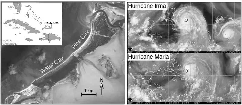 Lizards With Bigger Toes and Smaller Hind Legs Survive Hurricanes, Science