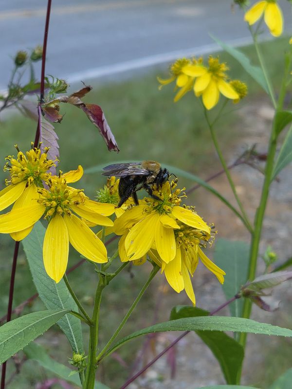 Humble Bumblebee thumbnail