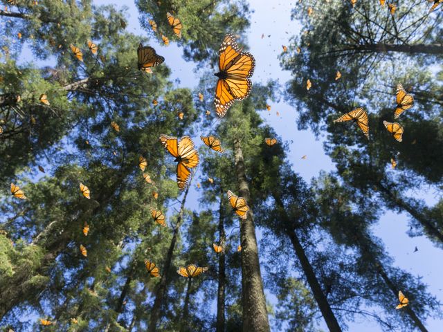 About 100 miles northwest of Mexico City in the UNESCO-designated Monarch Butterfly Biosphere Reserve, up to a billion of the brilliant-winged insects spend November to March clustered on branches.