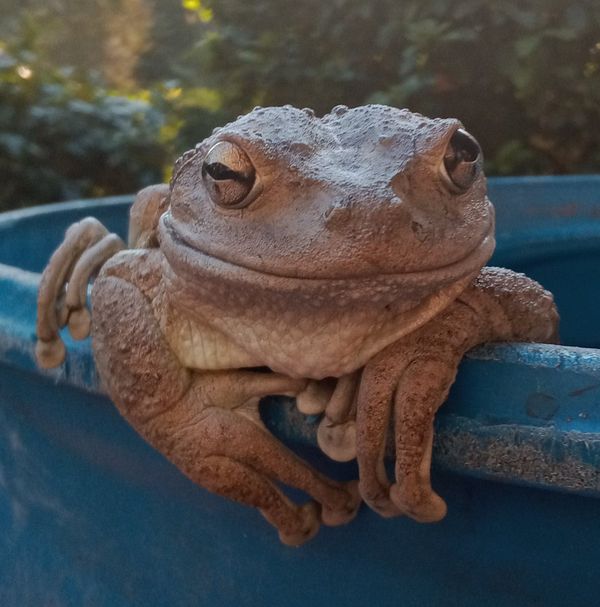 Garden rain barrel frog. thumbnail