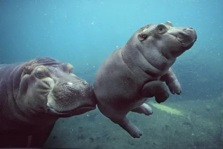 Funani, mother of the new baby hippo, is shown here in 2003 with one of her previous offspring. The new calf isn't quite so rotund yet.  
 