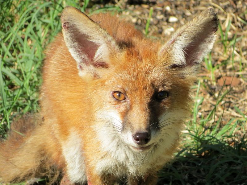 A young fox with mange in our backyard Smithsonian Photo Contest