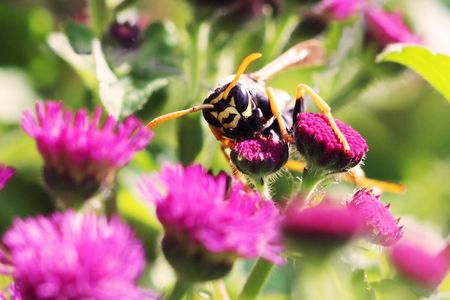 Moving forward, the researchers hope to study how paper wasps use transitive inference in social interactions