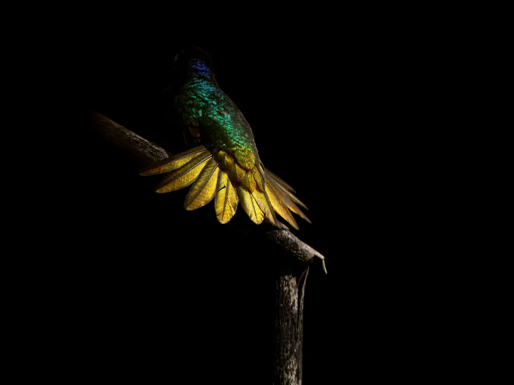 Sunlight Hitting Bird Feathers