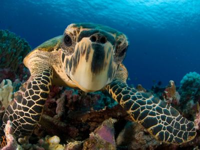 A hawksbill sea turtle poses for its close up.