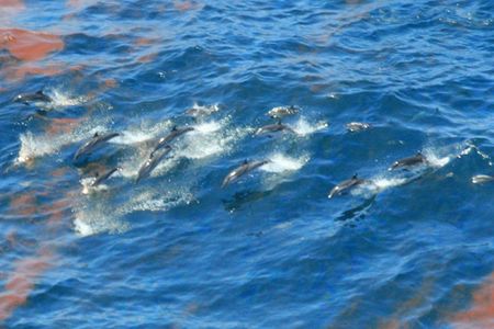 Shortly after the 2010 Deepwater Horizon spill, dolphins were observed swimming through an oil slick. Their exposure to petroleum fumes may have wrought serious consequences. 