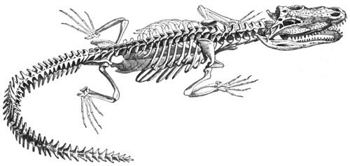 The crocodile, last of the crurotarsans