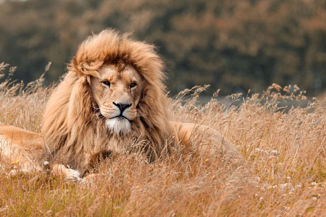 Male lion on watch