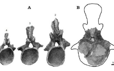 Tail vertebrae from a previously known Alamosaurus specimen (A), compared with a newly-discovered Alamosaurus tail vertebra (B) and a tail vertebra from the large titanosaur Futalognkosaurus (C).