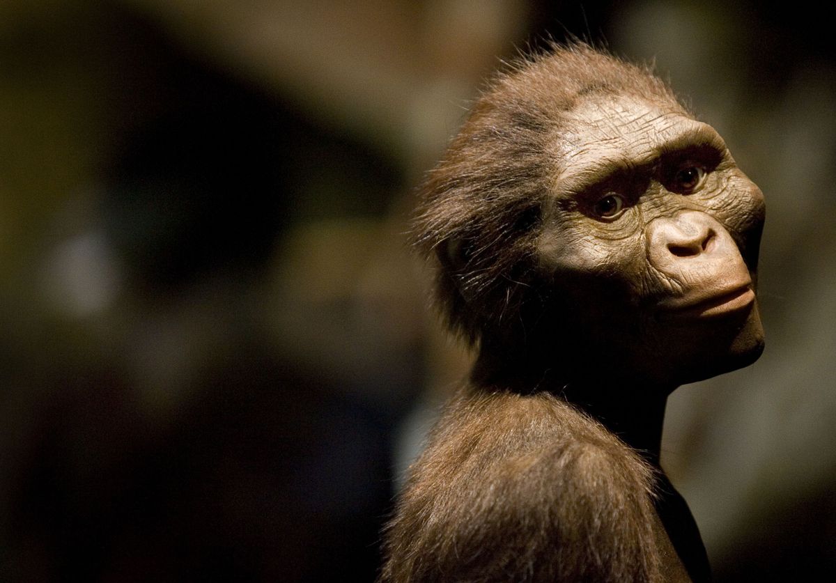 Australopithecus Lucy Fossil